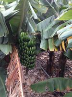 Inselrundfahrt auf La Gomera - Fährüberfahrt nach La Palma (16)