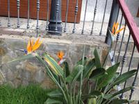 Inselrundfahrt auf La Gomera - Fährüberfahrt nach La Palma (20)