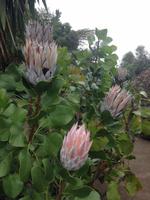 Inselrundfahrt auf La Gomera - Fährüberfahrt nach La Palma (39)