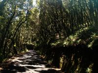 Inselrundfahrt auf La Gomera - Fährüberfahrt nach La Palma (49)