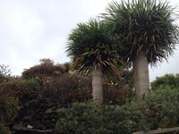 Süden La Palmas (8)