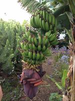 Süden La Palmas (10)