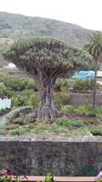 Tenerife - Drachenbaum