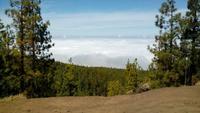 Tenerife - Kanarische Kiefern über den Wolken (1)