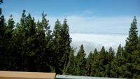 Tenerife - Kanarische Kiefern über den Wolken (2)