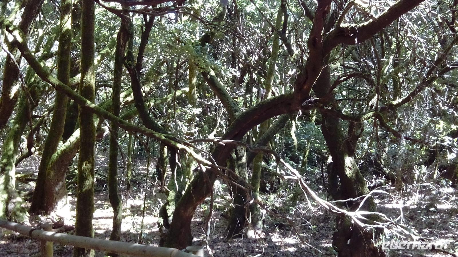 Gomera - Lorbeerwald Laguna Grande (2)