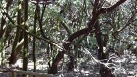 Gomera - Lorbeerwald Laguna Grande (2)