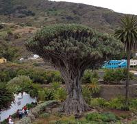 Inselhüpfen auf den Kanaren - 12 Tage Rundreise auf den Kanarische Inseln Teneriffa – La Gomera – La Palma – Gran Canaria (147)