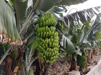 Inselhüpfen auf den Kanaren - 12 Tage Rundreise auf den Kanarische Inseln Teneriffa – La Gomera – La Palma – Gran Canaria (793)