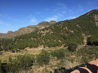 Santiago del Teide - Kiefern 