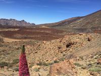 Tajinaste - National Park Teide 