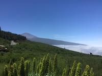 Letzer Ausblick auf den Teide - La Orotava 