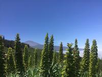 Letzer Ausblick auf den Teide - La Orotava 