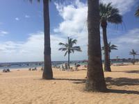 Las Teresitas- Palmen 