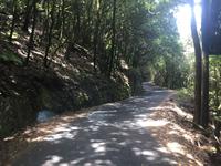 Nationalpark Garajonay La Gomera