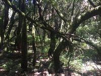 Nationalpark Garajonay La Gomera