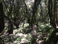 Nationalpark Garajonay La Gomera