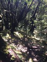 Nationalpark Garajonay La Gomera