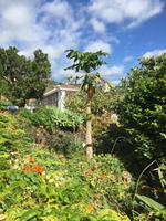 Ausblick von Anwesen von Don Ramon - Papayabaum 