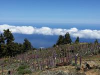Tajinaste - National Park La Palma 