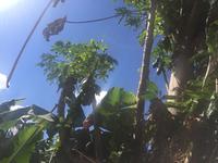 Finca Las Vegas - Bananenplantage 