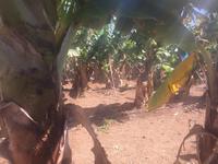 Finca Las Vegas - Bananenplantage 
