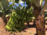 Bananen - Finca las Vegas