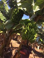 Finca Las Vegas - Bananenplantage Führung 