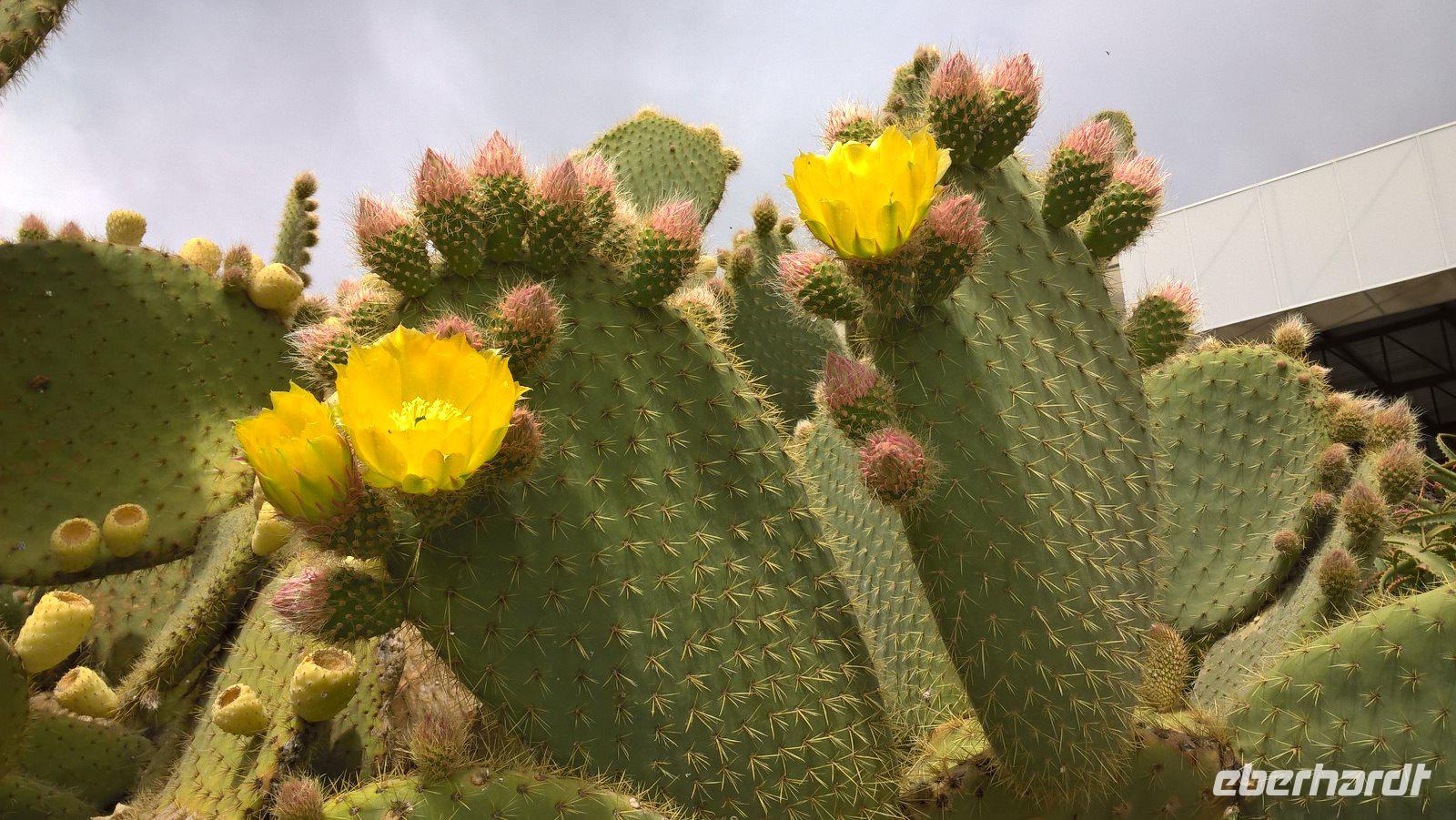 WP 20170427 12 52 54 Pro