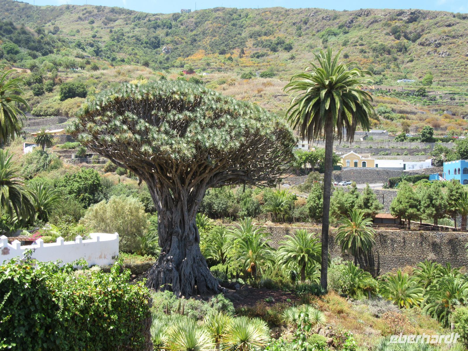 Icod de los Vinos (1)