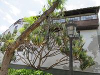 Icod de los Vinos (5)