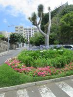 Icod de los Vinos (9)