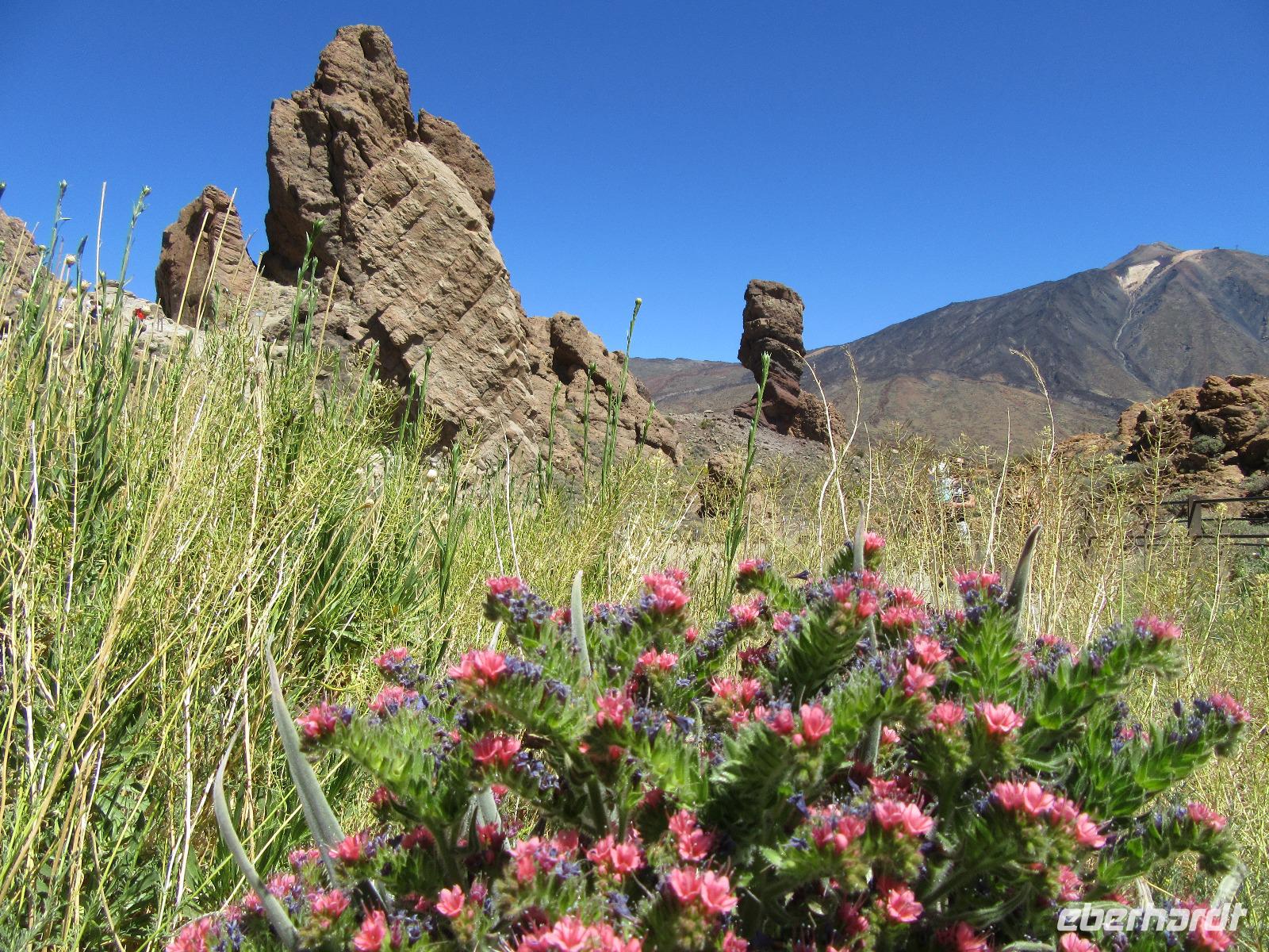 Teide (32)