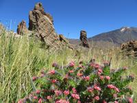 Teide (32)