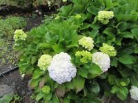 Molino Don Ramón (2)