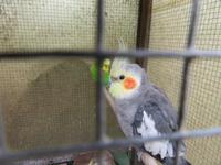 Molino Don Ramón (19)