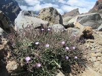 Roque Los Muchachos (10)