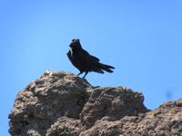 Roque Los Muchachos (22)