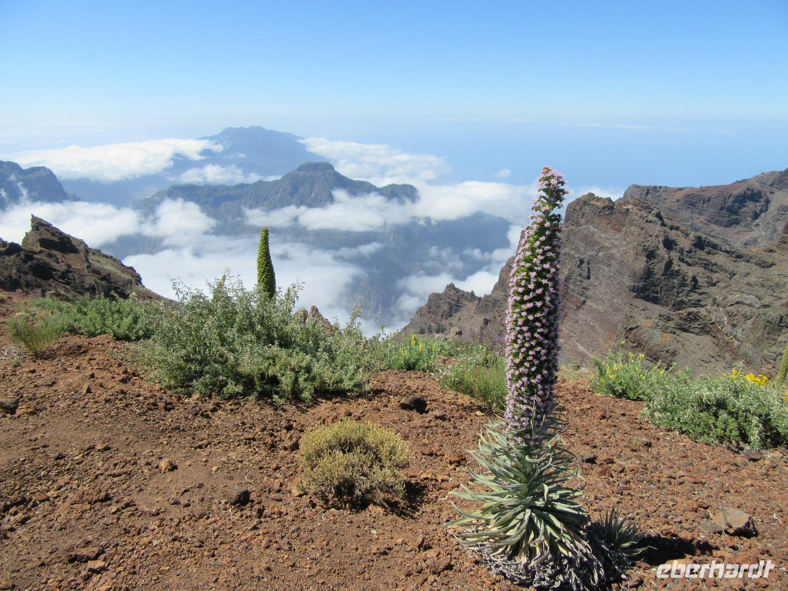 Roque Los Muchachos (28)