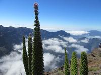 Roque Los Muchachos (43)