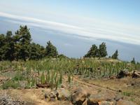 Roque Los Muchachos (50)