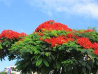 Puerto de Mogán (1)