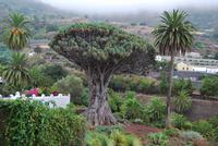 Icod de los Vinos - Drachenbaum