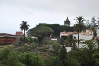 Icod de los Vinos - Drachenbaum