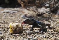 Nationalpark El Teide