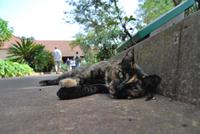 Garajonay National Park - Gato!