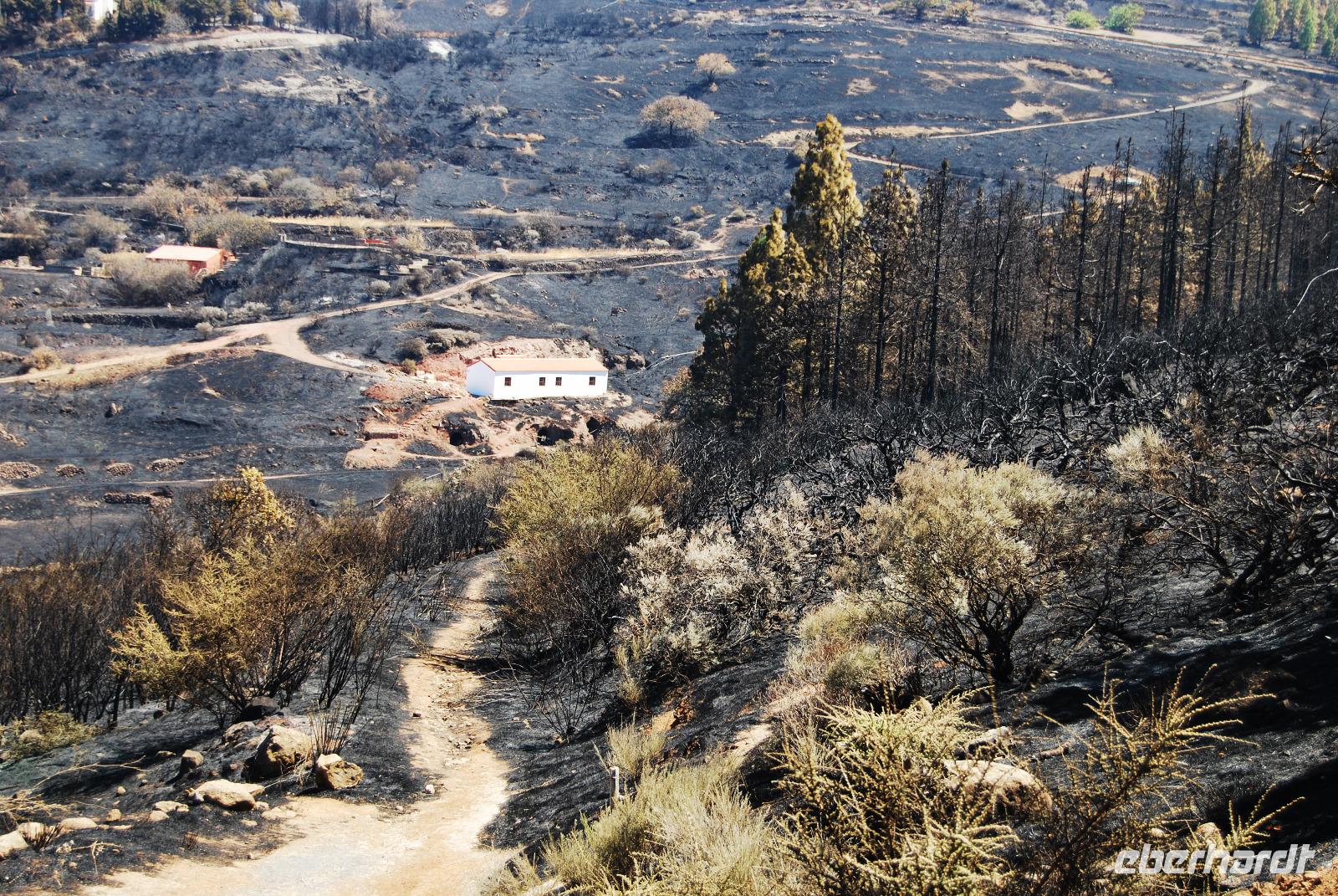 Waldbrand auf Gran Canaria