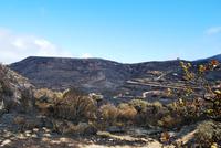 Waldbrand auf Gran Canaria