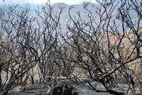 Waldbrand auf Gran Canaria