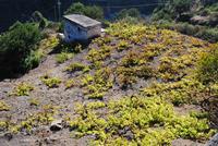 Weinfelder auf la Gomera